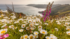 Großbritannien Guernsey Blumen Foto Visit Guernsey.jpg